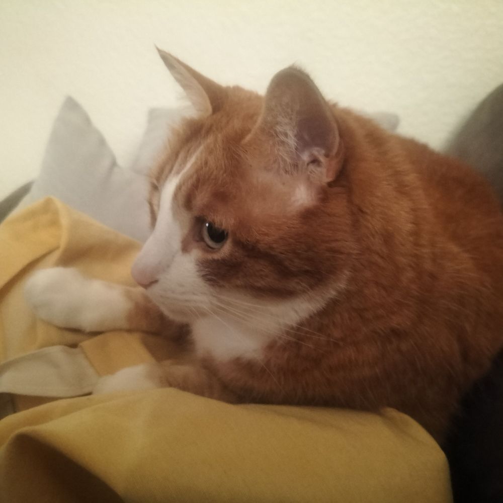 Doudich