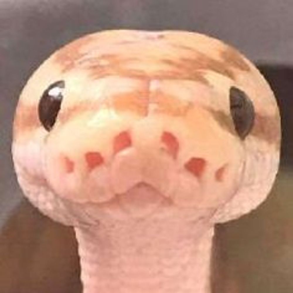 Ball Python Every Hour