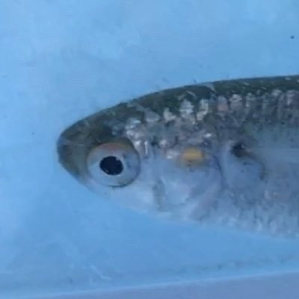 mugilnaoki