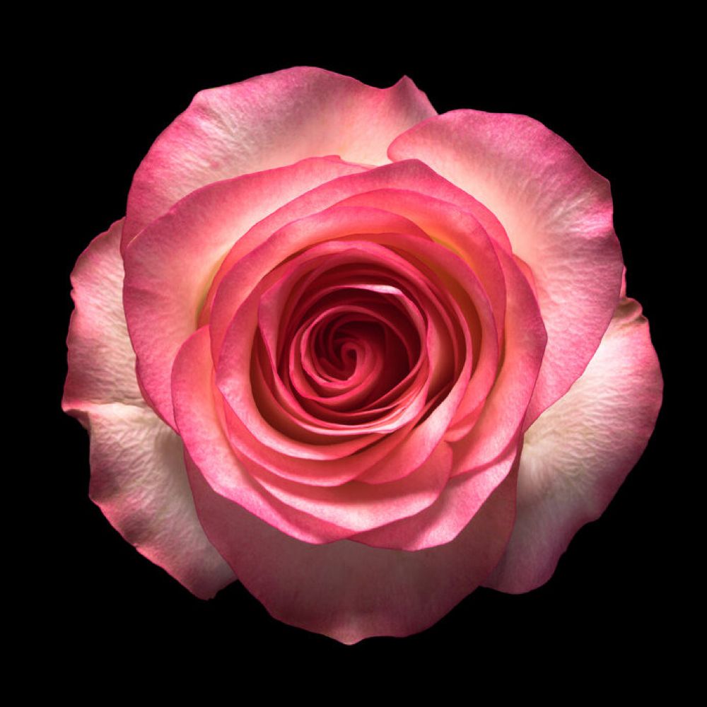 suzierose.bsky.social profile picture