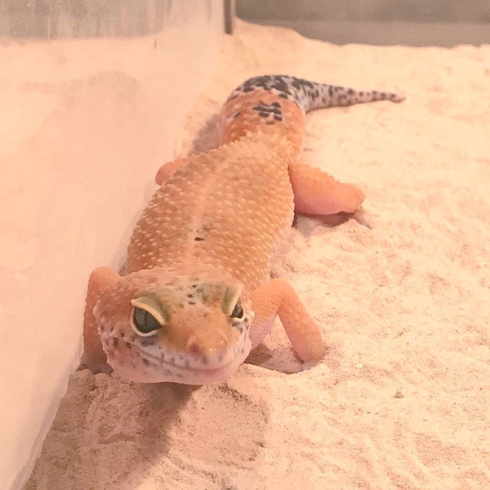 みるく