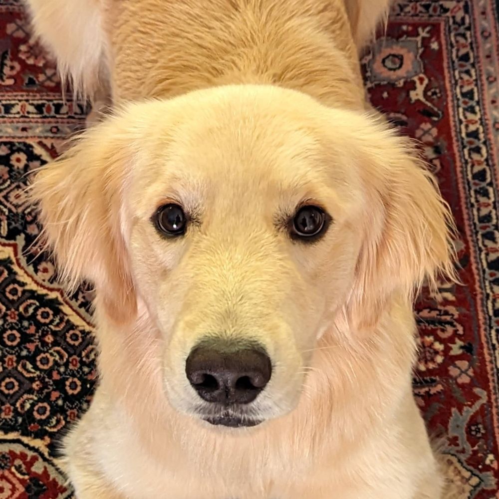 Koa