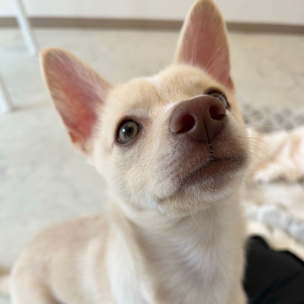 mochico