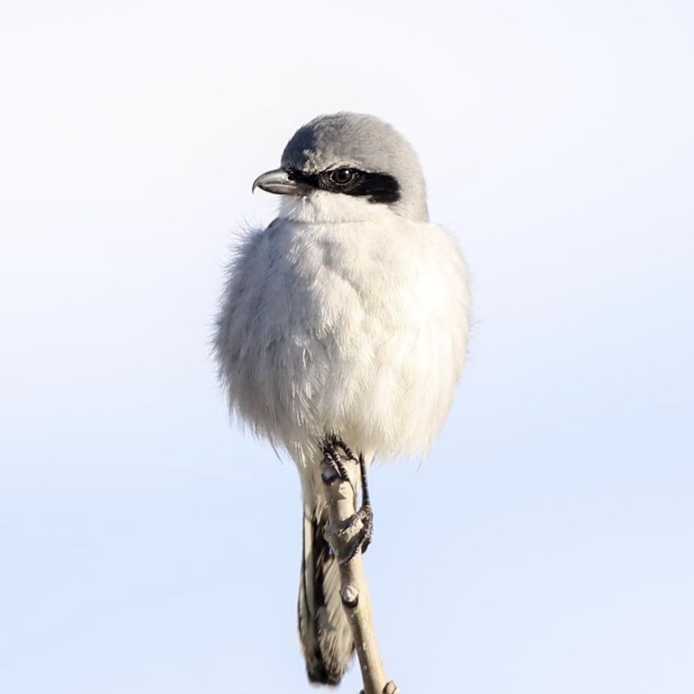 kolldr