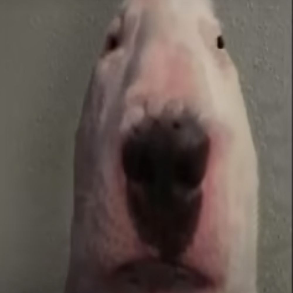 rog