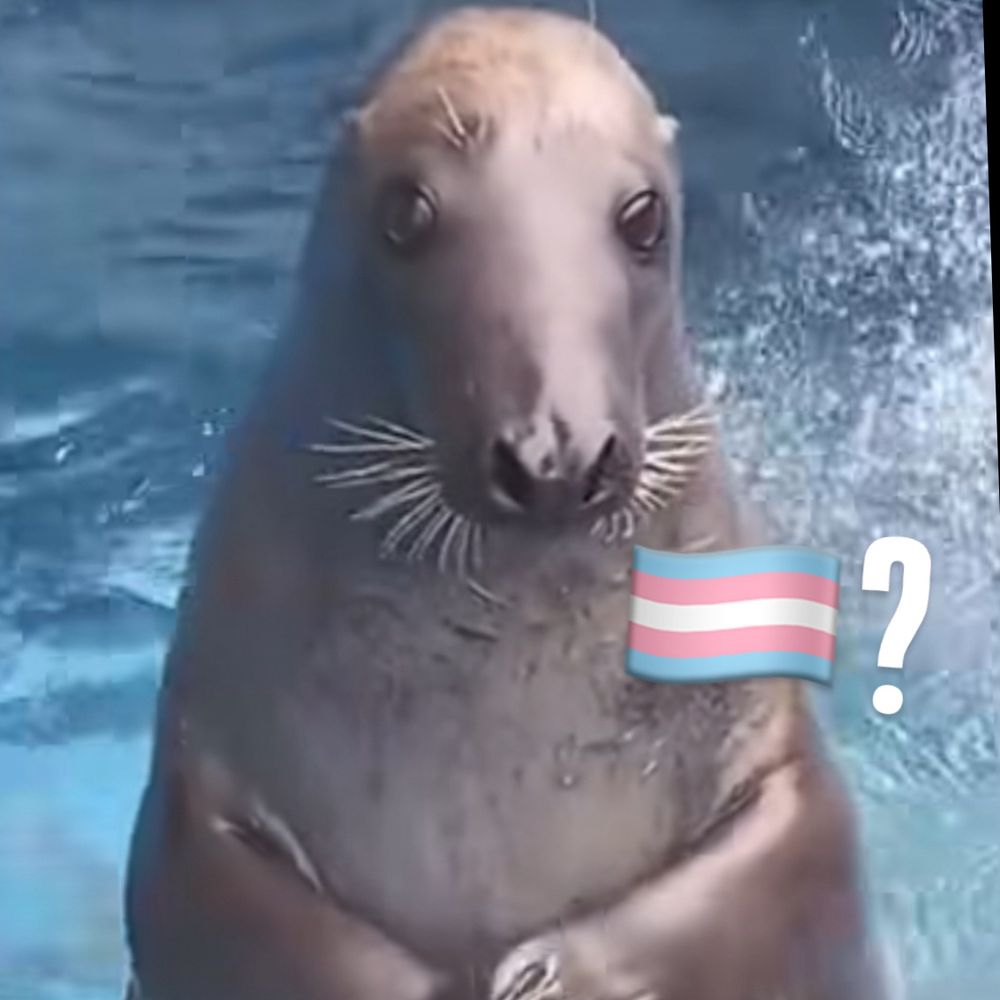 boofie