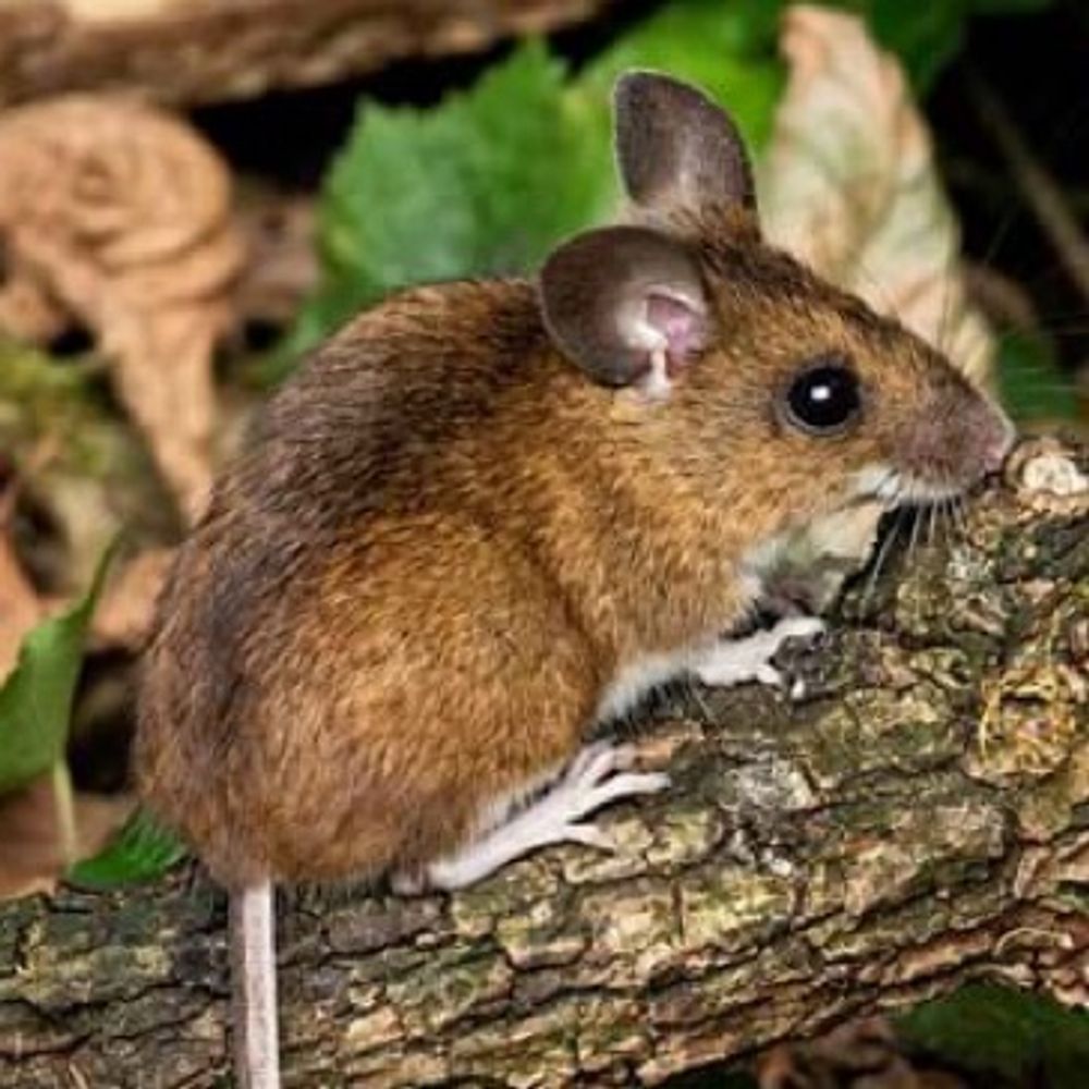 mouse