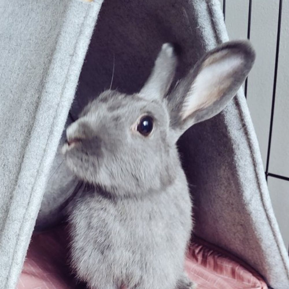 Silvy 🌿🐇