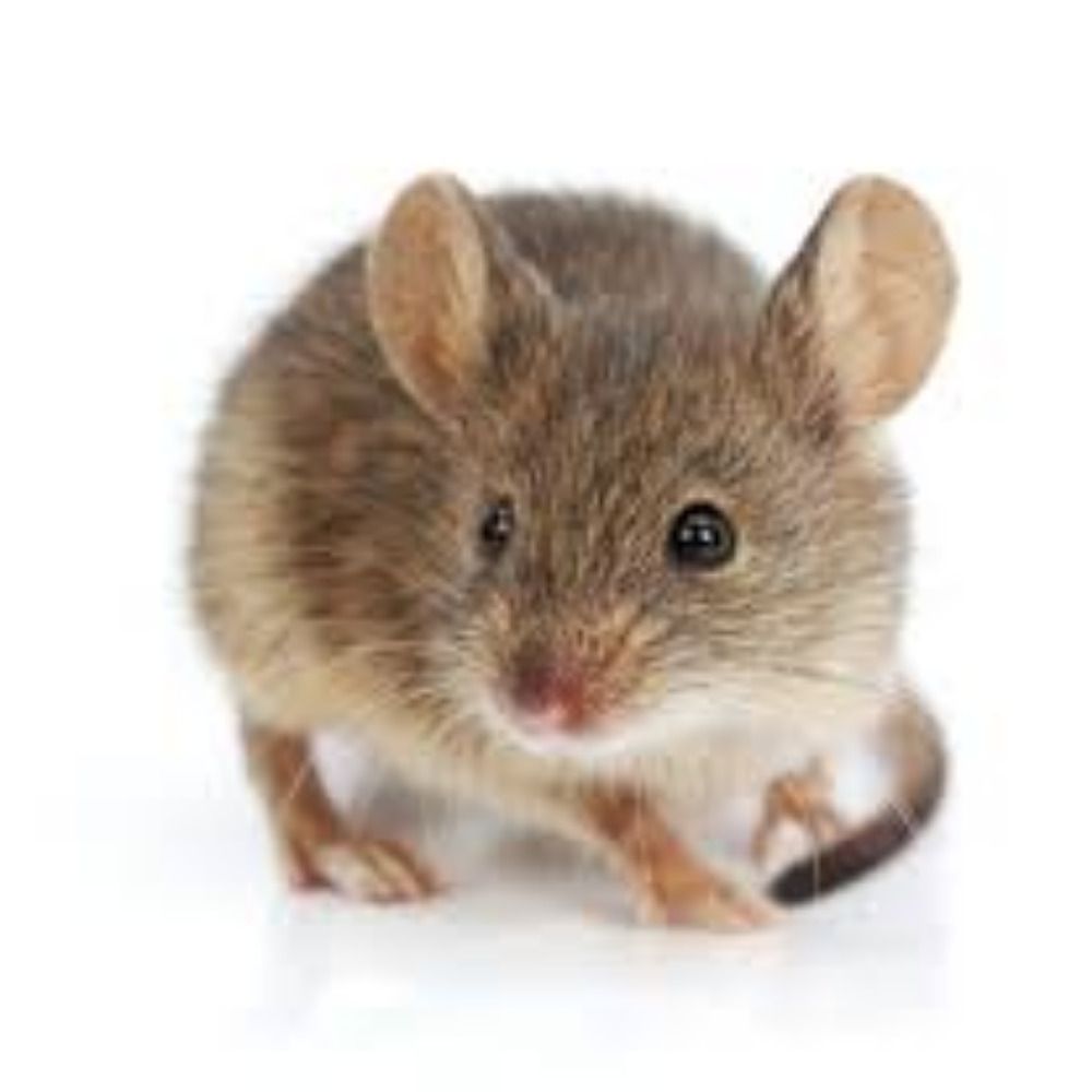 La Souris des Archives