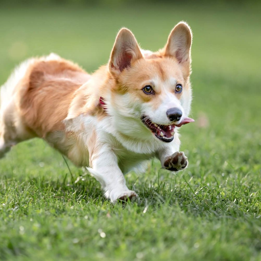 Welsh Corgi