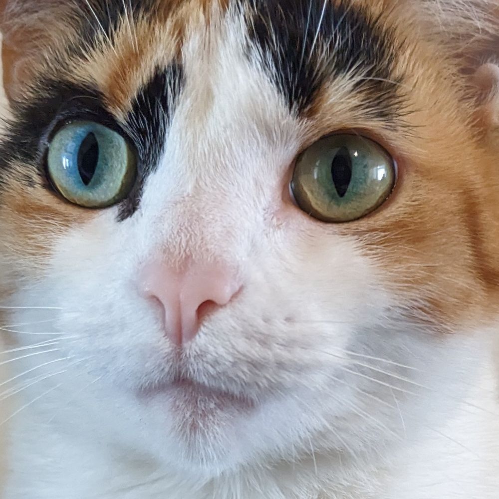zelda ✨