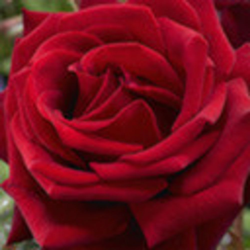 Wayward Rose