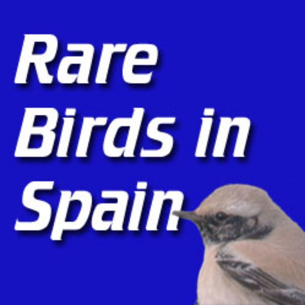 Rare Birds in Spain