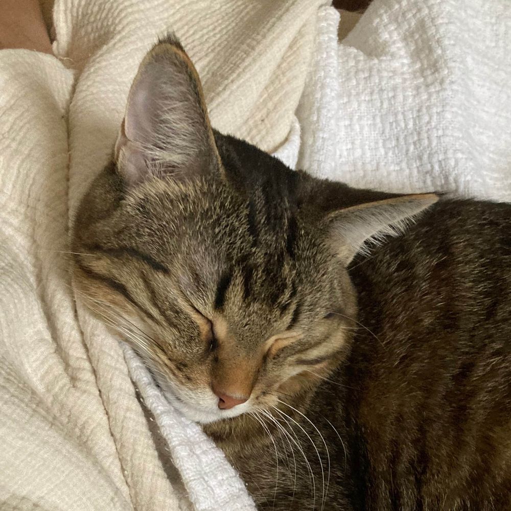 Slowboy (A Sleeping Cat) 