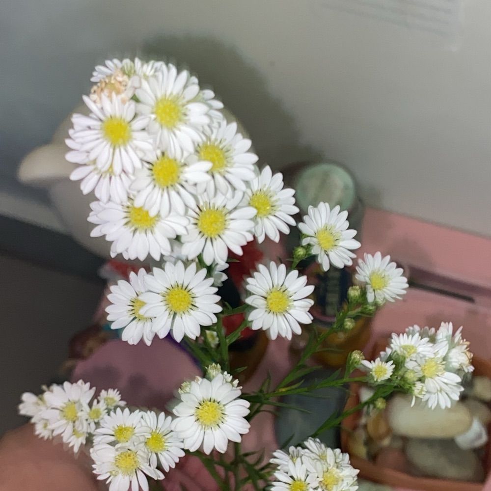 kami’s