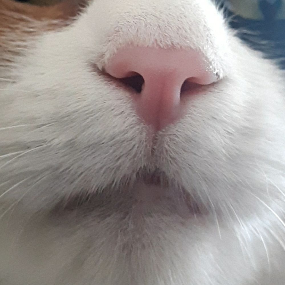 たぬき