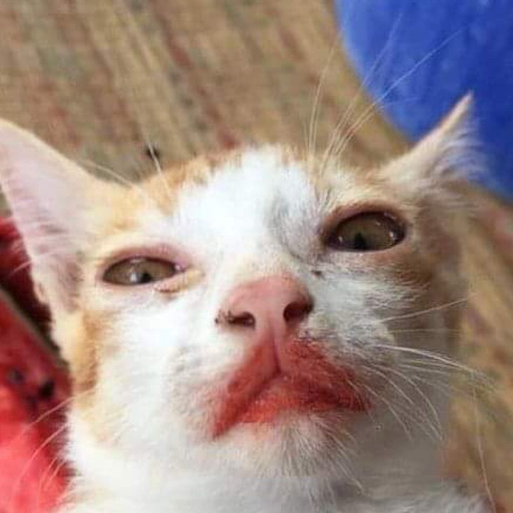 Nunca acreditem nos seus sonhos