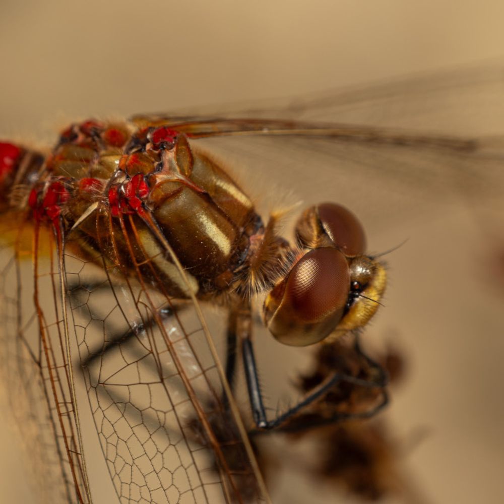 Meadowhawk