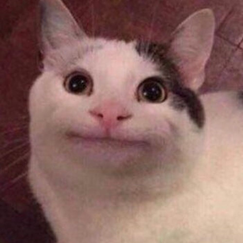 코네코쨔응