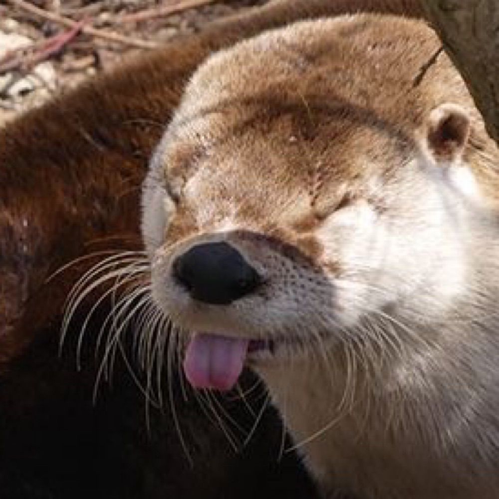 Otter!!!!
