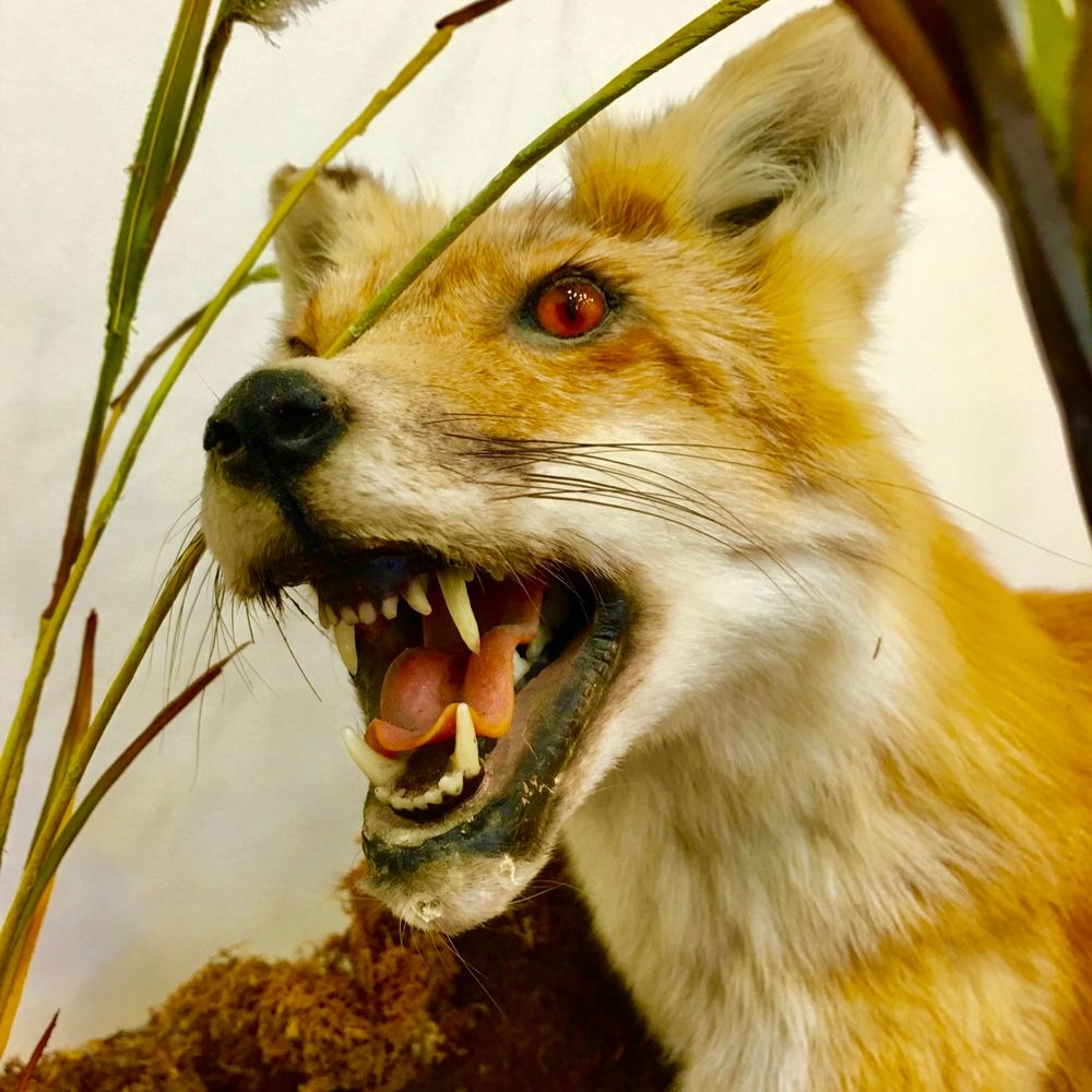 Foxy