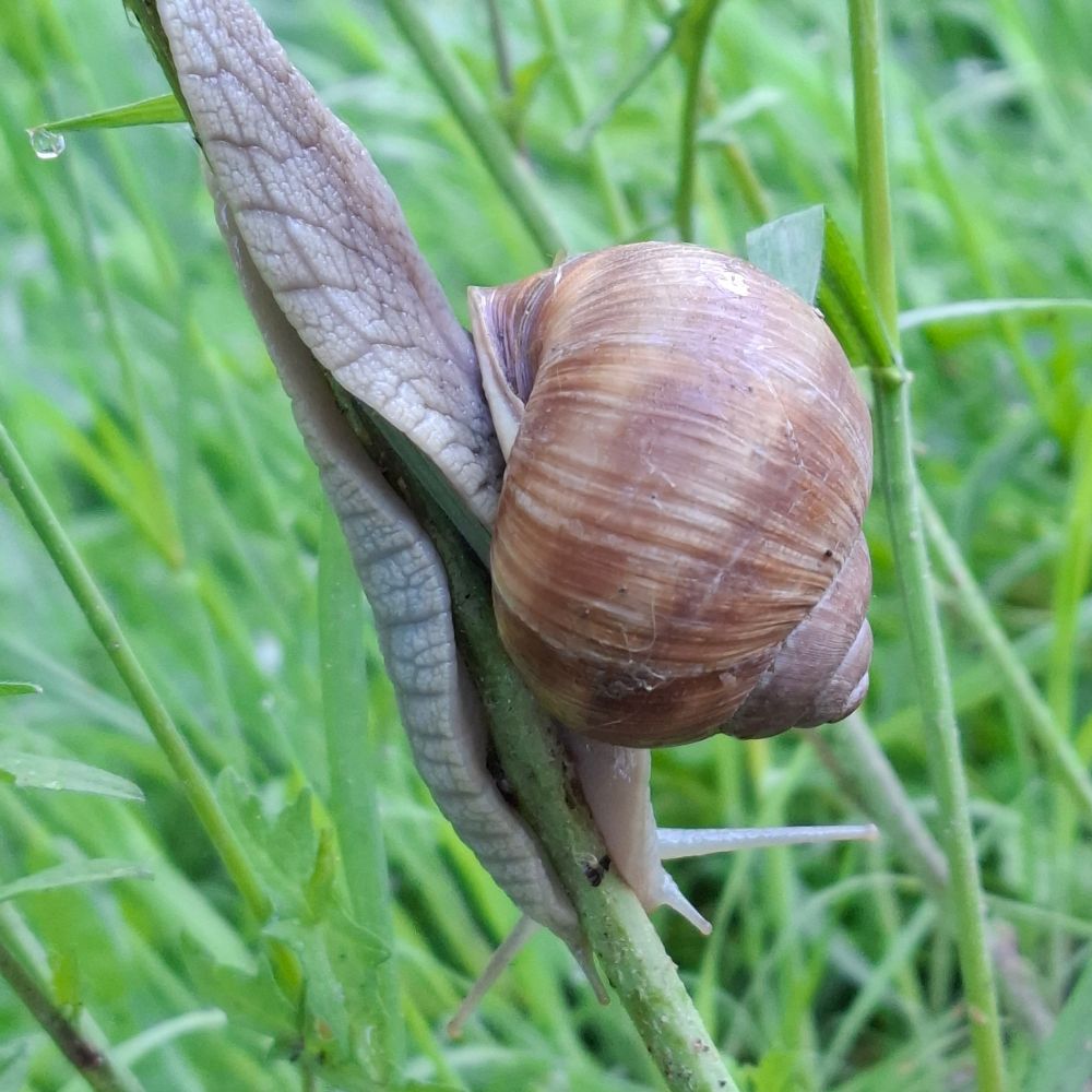 Nordstadtschnecke 🐌💚