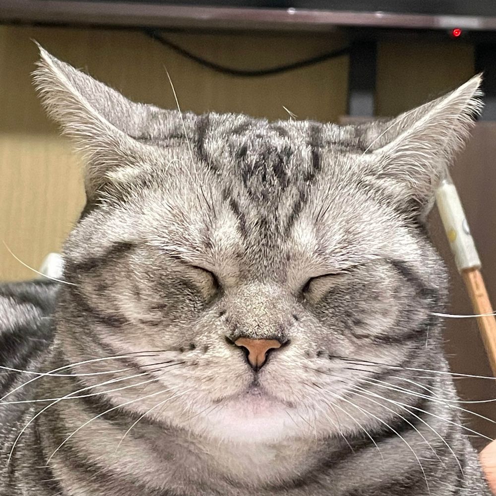 またたびwithめーぷる