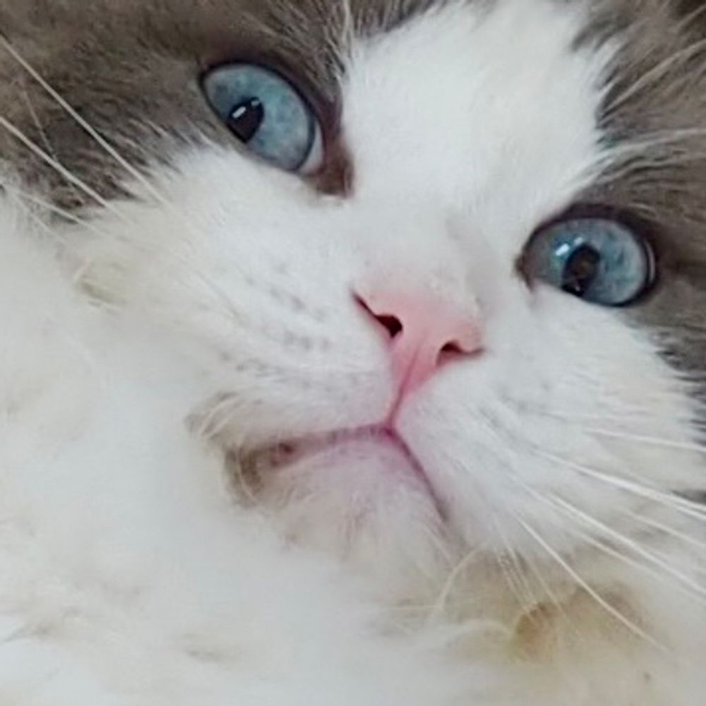 (=^x^=)
