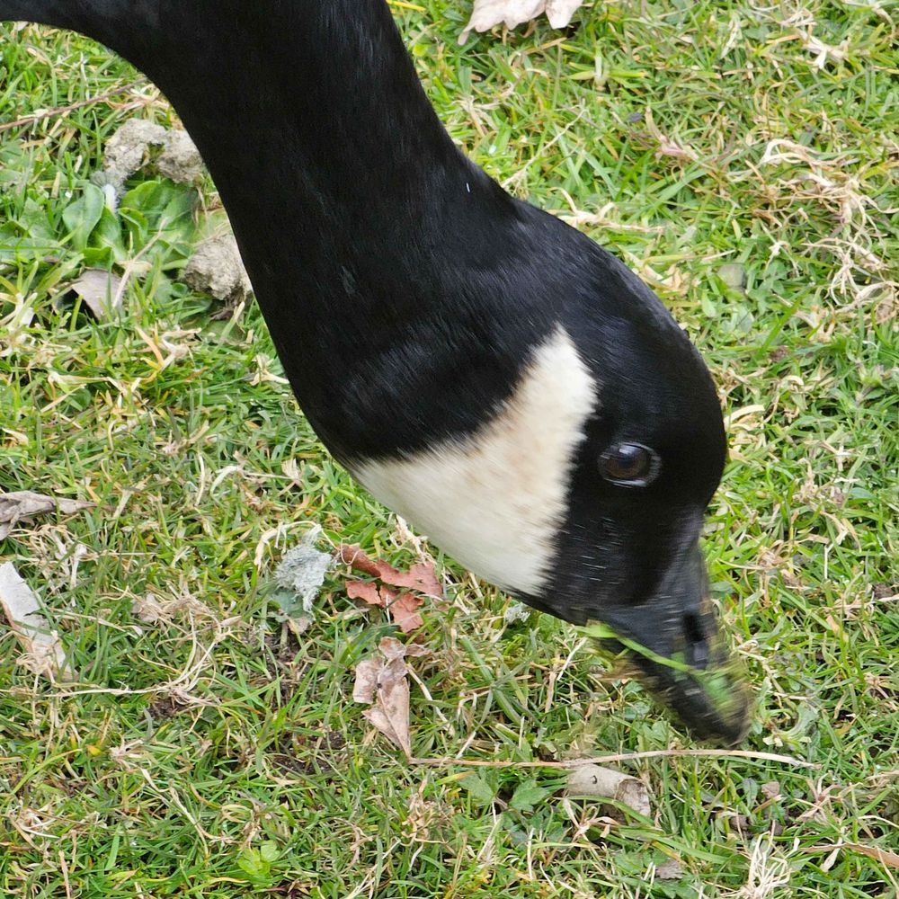 Gabe