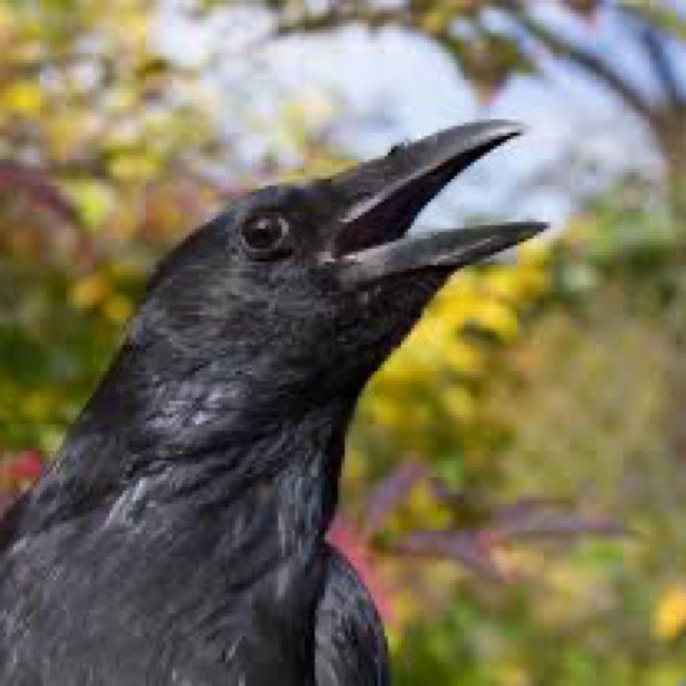 Poor Crow
