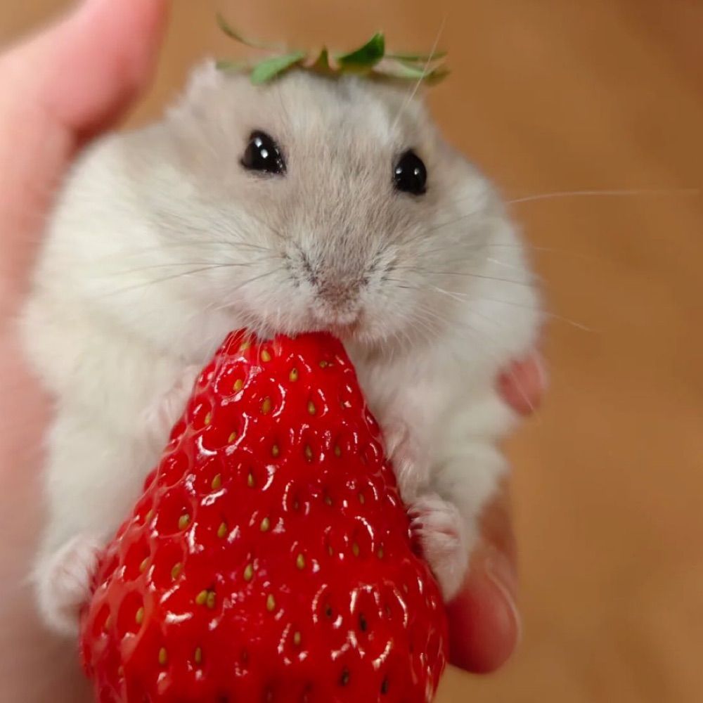 mf uh berries