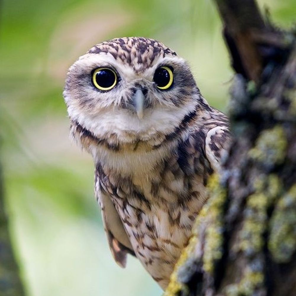 Athene Noctua