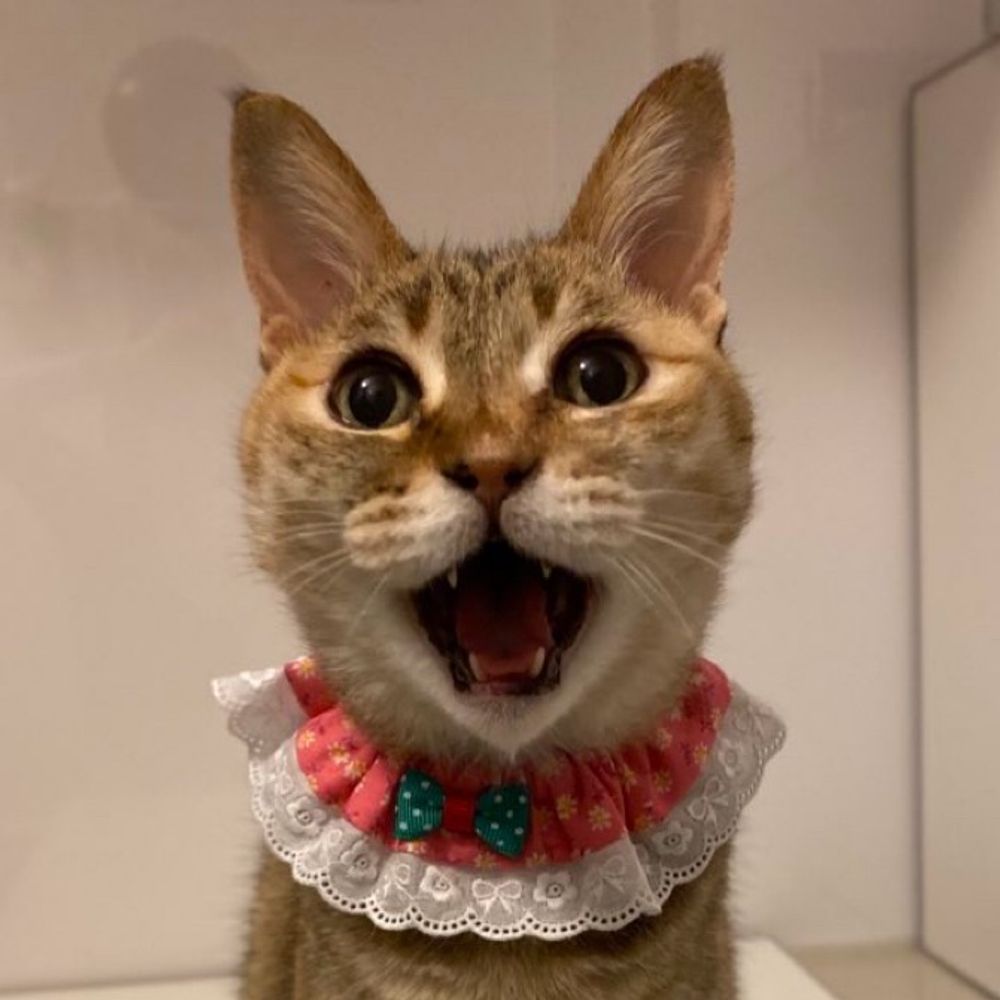 chatmi