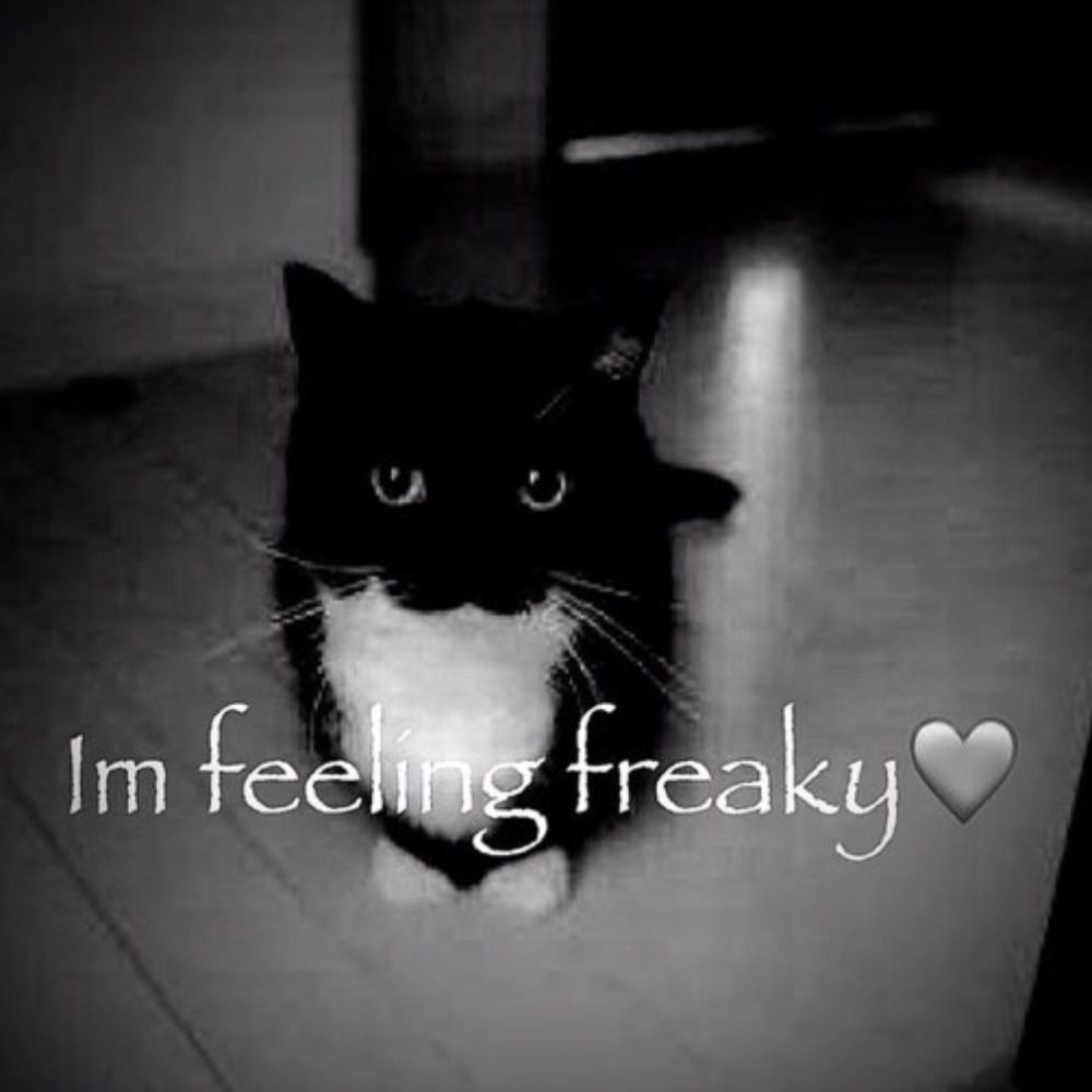Osy