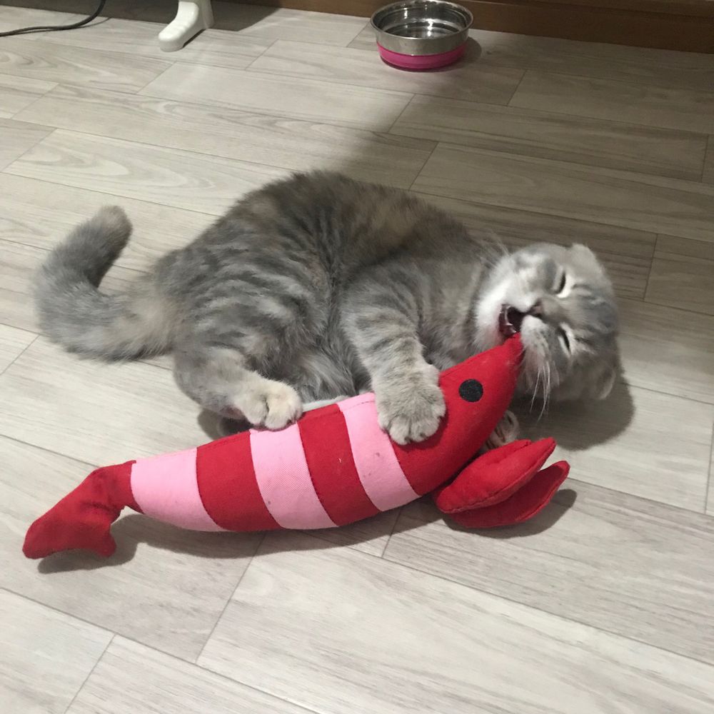 ぽぽ