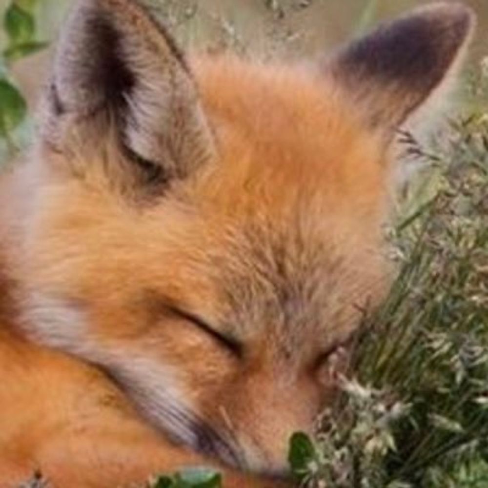 🦊 foxy99, a spry 99yr old fox 's avatar