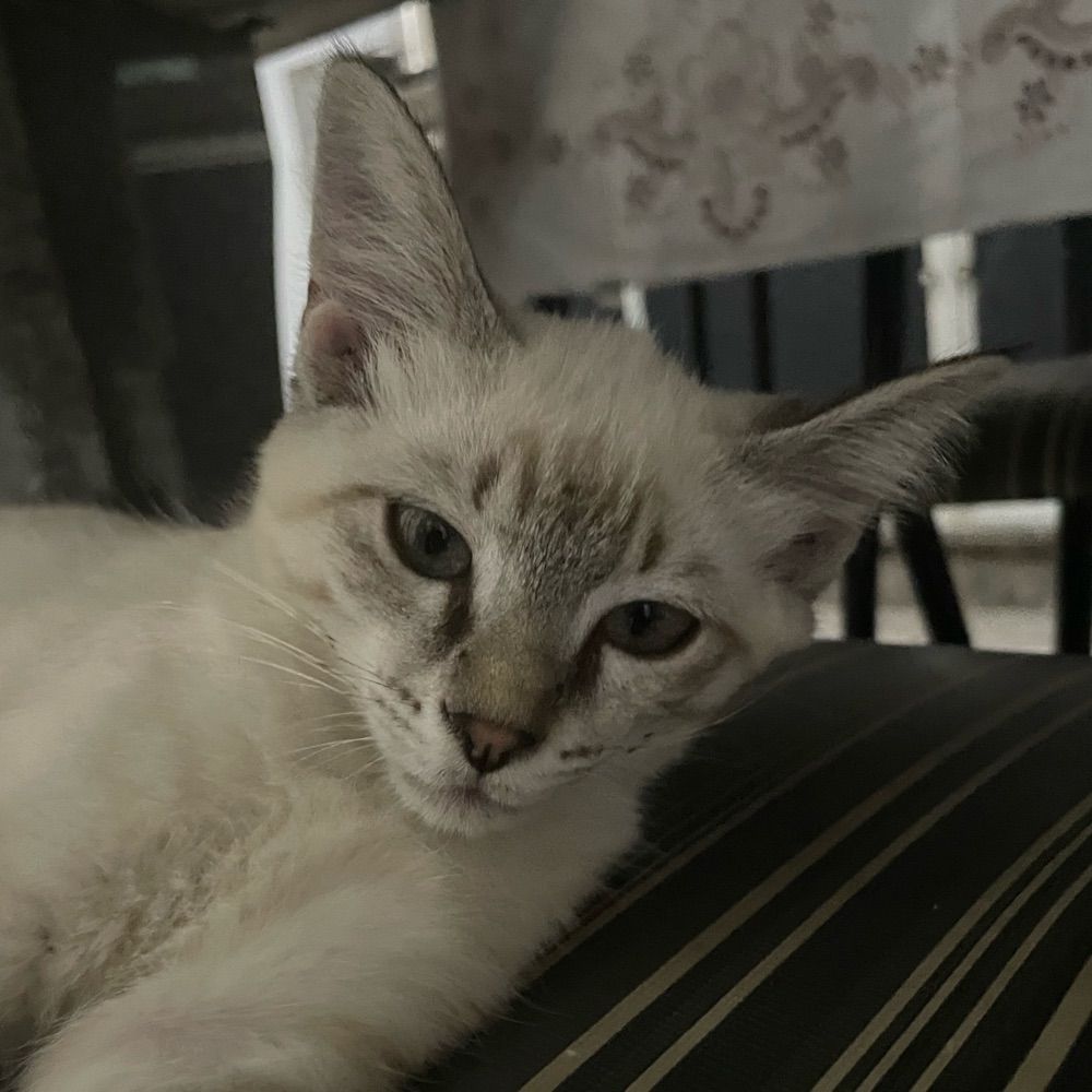 milão 