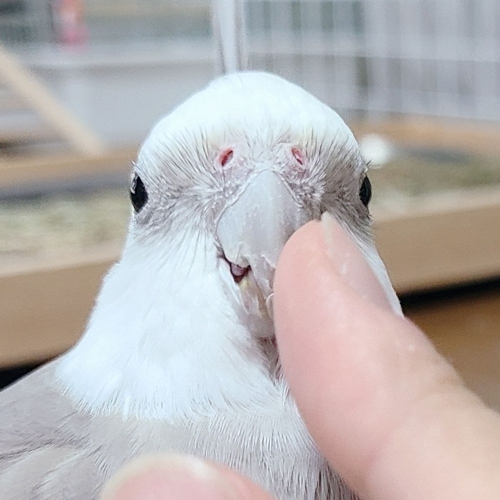 せいいち