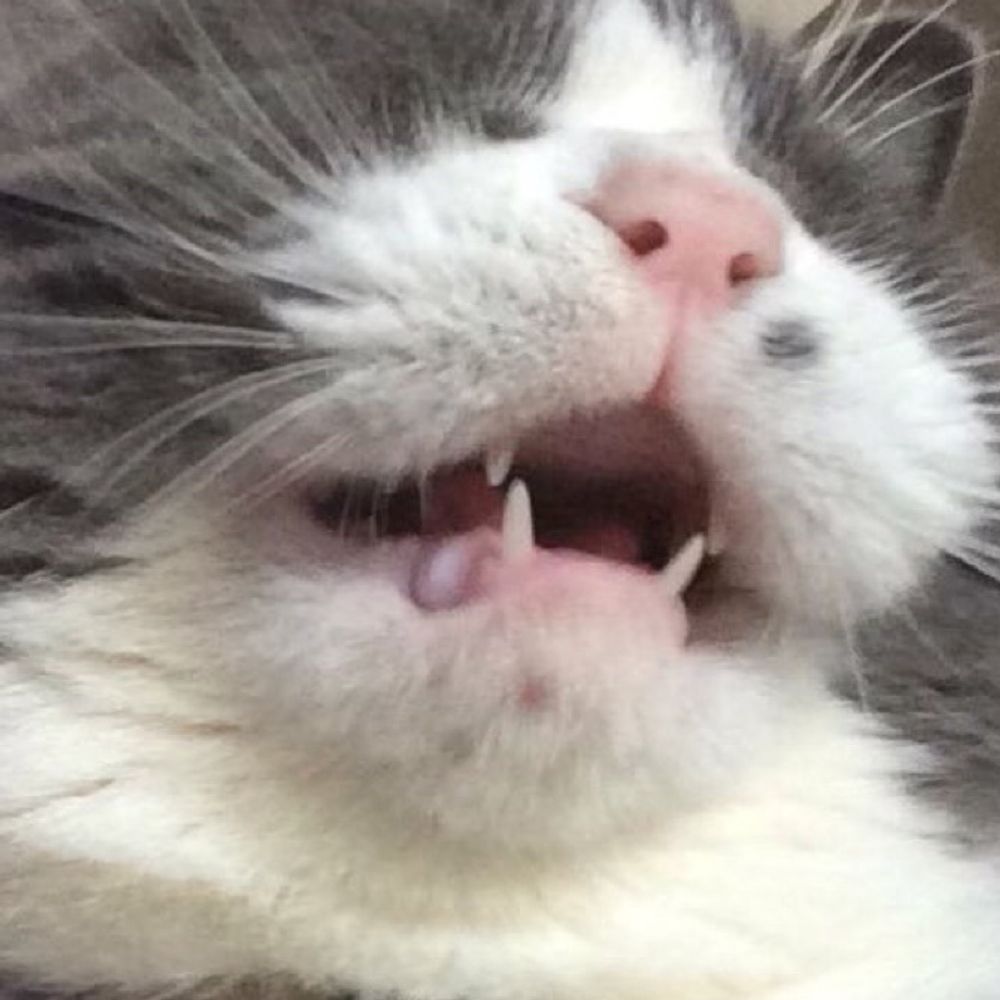 うにこ