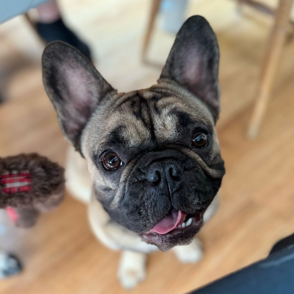 Chunk 🐾