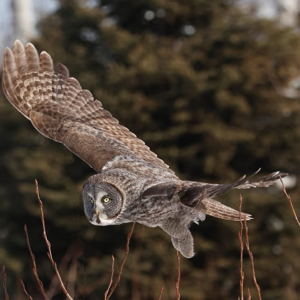 Steve Bird