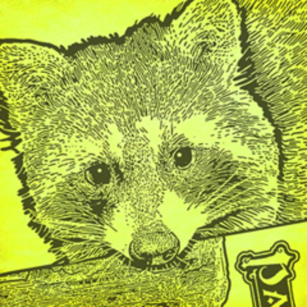 Game Raccoon