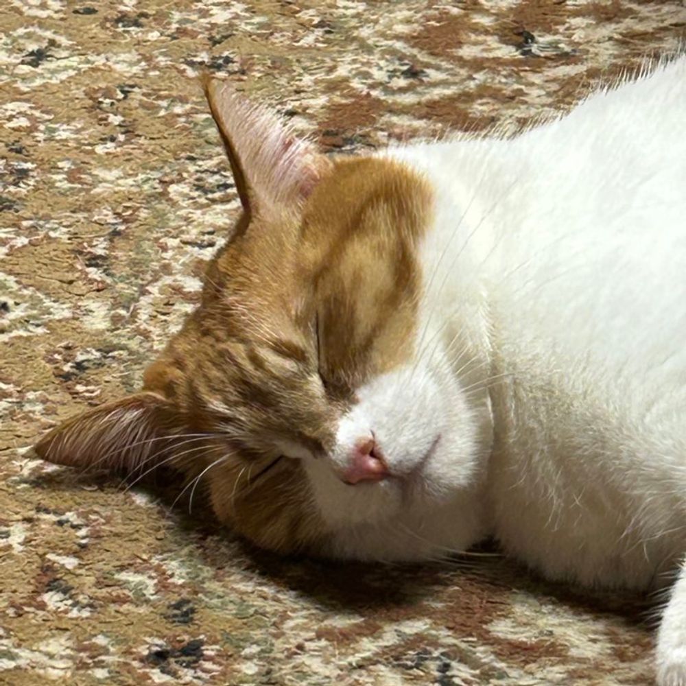 れもんねこ