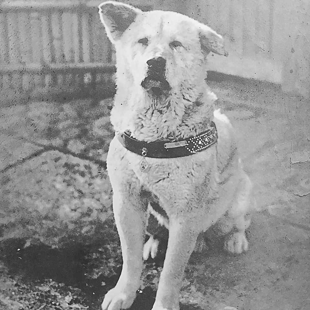 『忠犬ハチ公』🐕