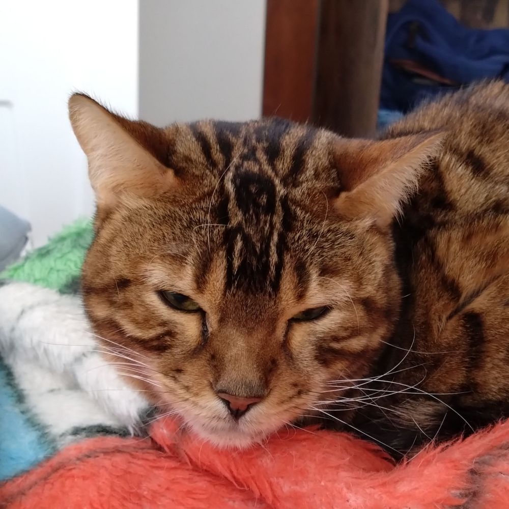 タカエ
