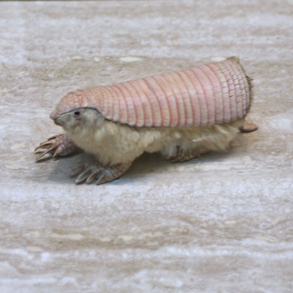 gordelmol