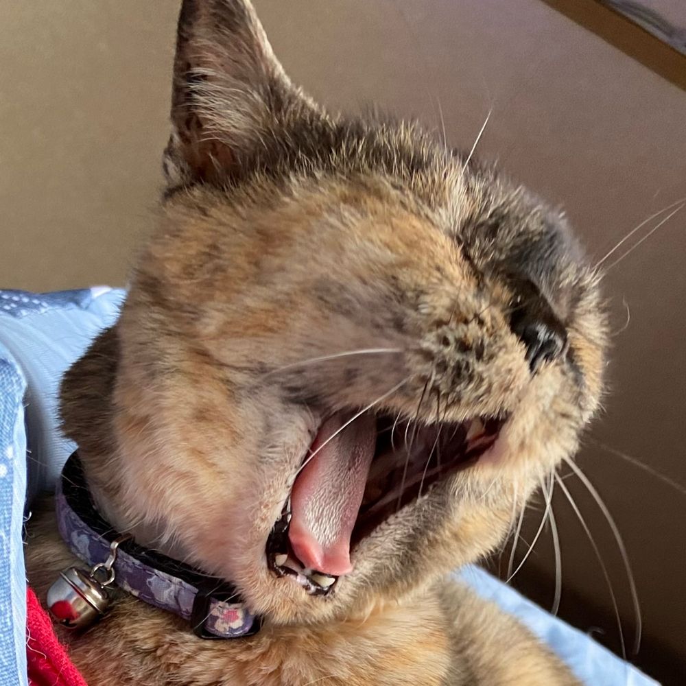 nacocorocat