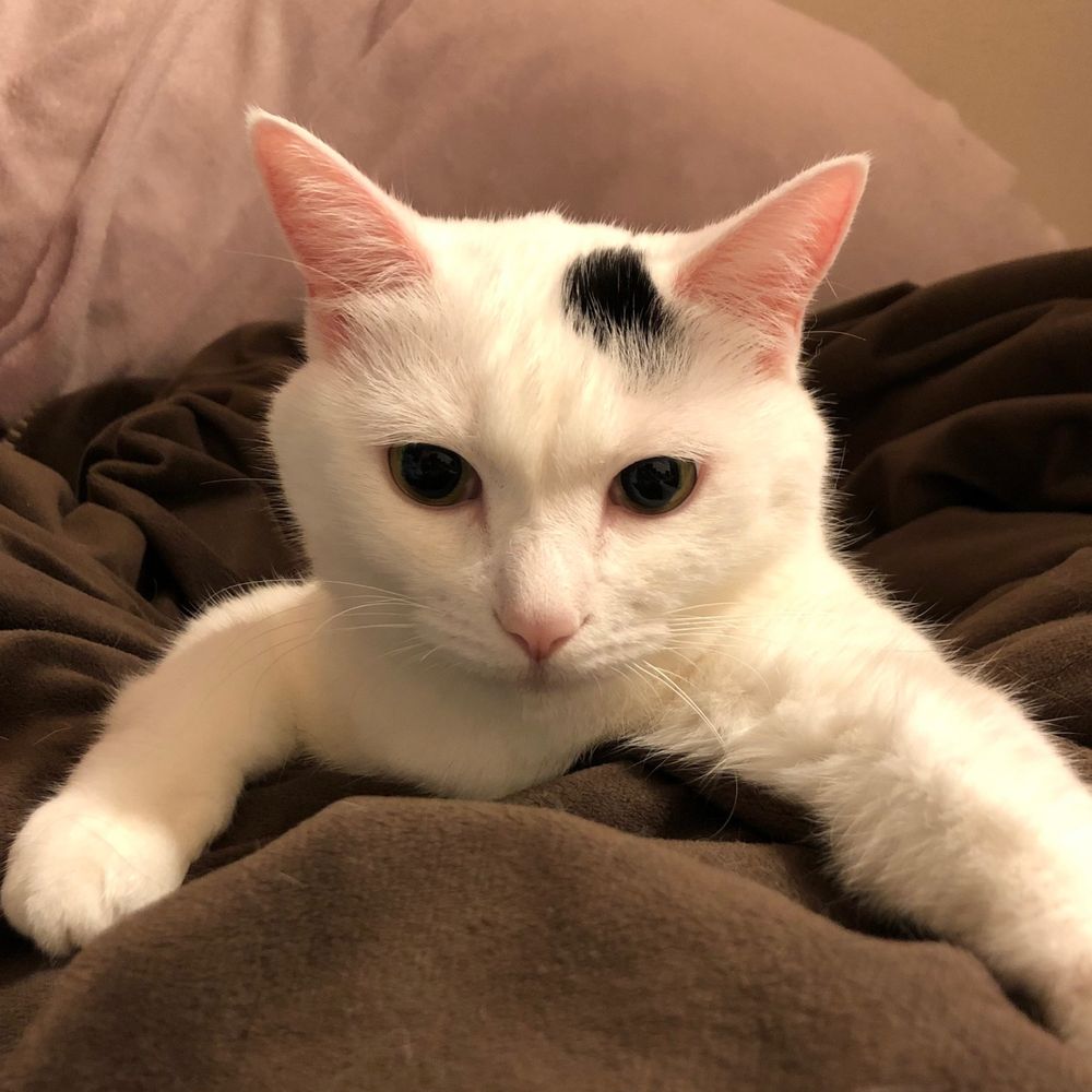 猫太