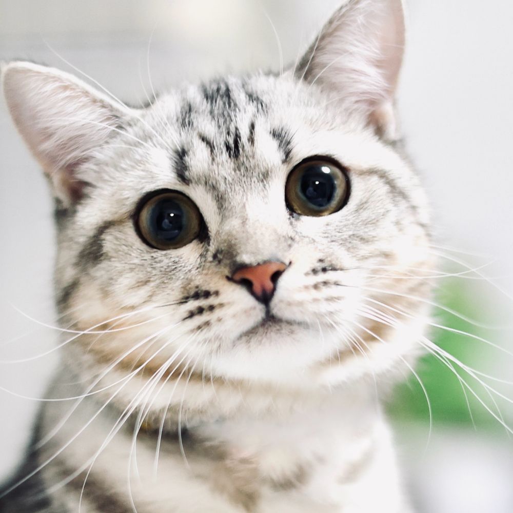 motirol🐈🐾もちろる