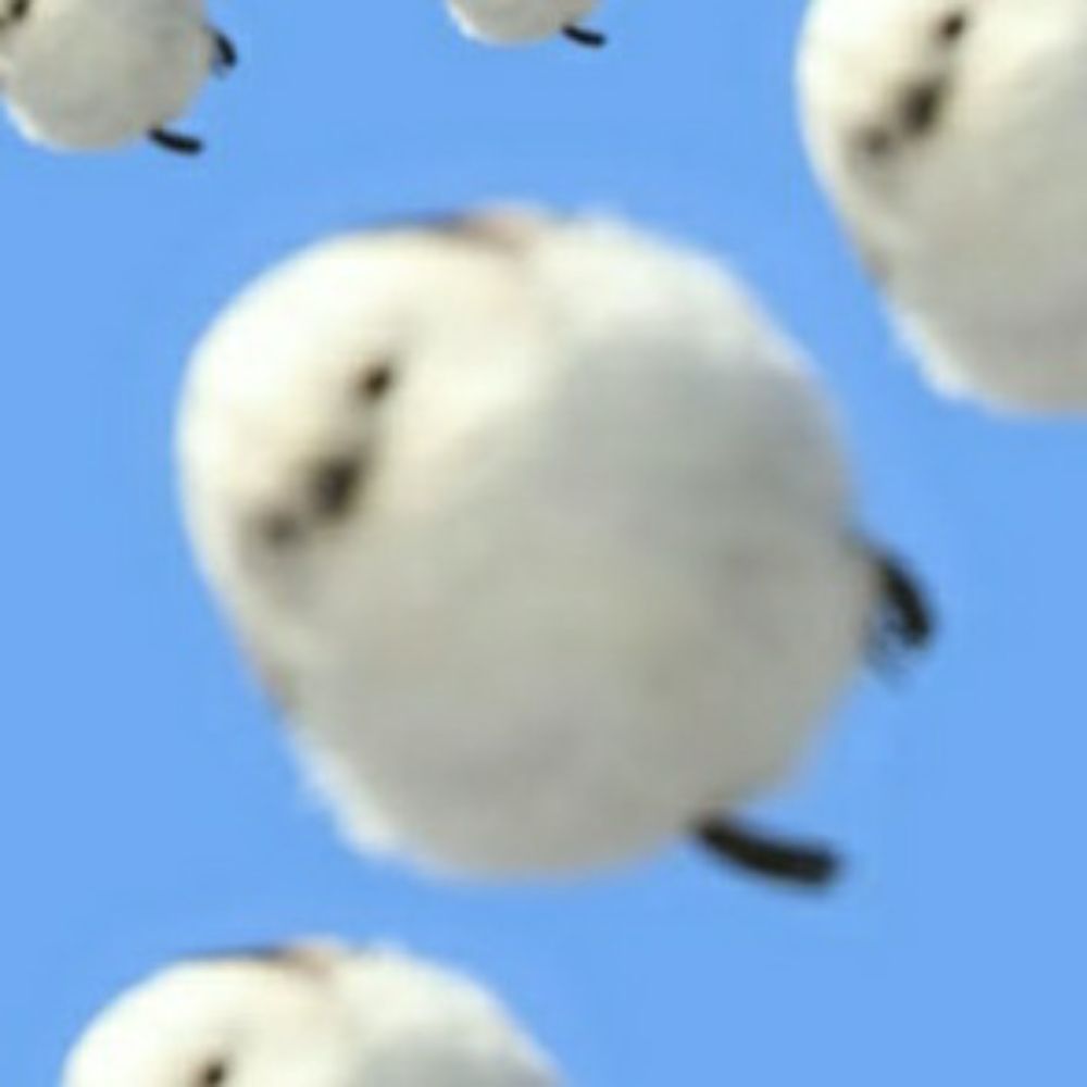 문조